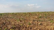 Fazenda de soja em Balsas MA - 2900 hectáres