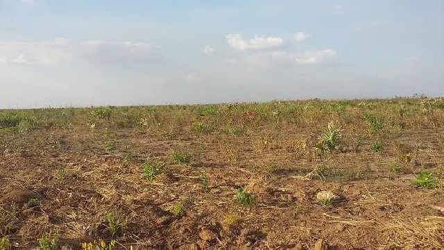 Foto 1 - Fazenda de soja em Balsas MA - 2900 hectáres