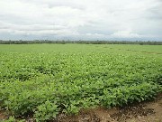 Fazenda soja 3780 hec crixás do tocantins  to