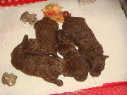 Foto 2 - Anncio 45-564518