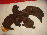 Foto 3 - Anncio 45-564518
