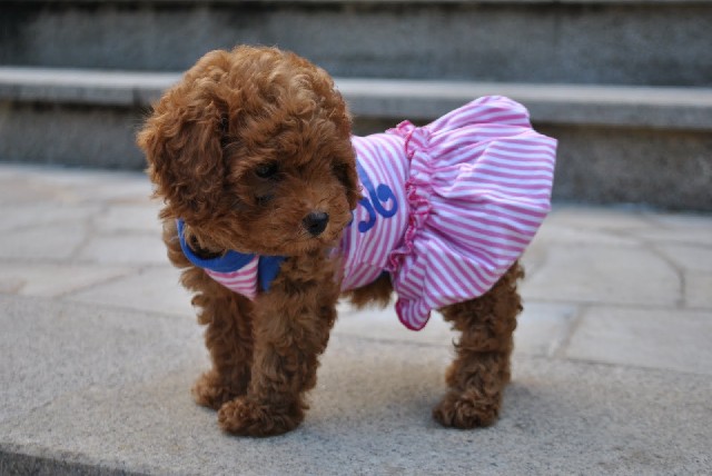 Foto 1 - Poodle micro toy lindos filhotes