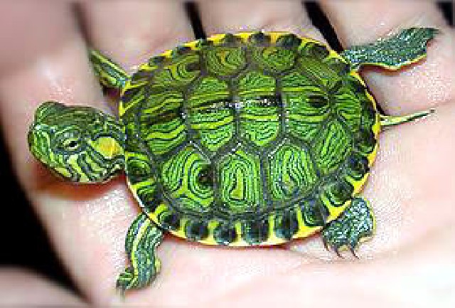 Foto 1 - Filhotes de tartaruga tigre dgua